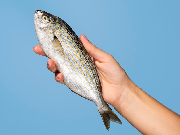 Mano del primo piano che tiene pesce crudo