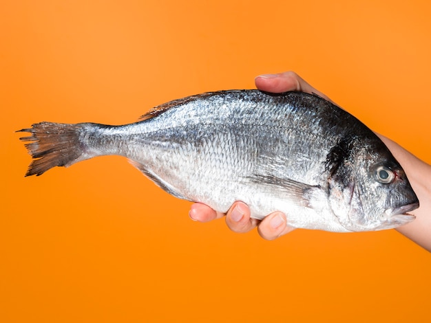 Mano del primo piano che tiene pesce fresco