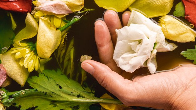 Mano dell'angolo alto che tiene fiore delicato