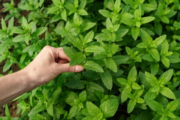 Mano della donna che tocca la menta organica fresca nel giardino.