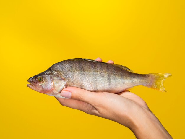 Mano di vista frontale che tiene pesce fresco