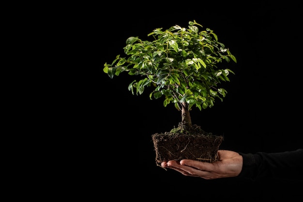 Mano di vista laterale che tiene piccolo albero