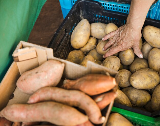 Mano umana prendendo la patata dalla cassa di plastica al negozio di alimentari