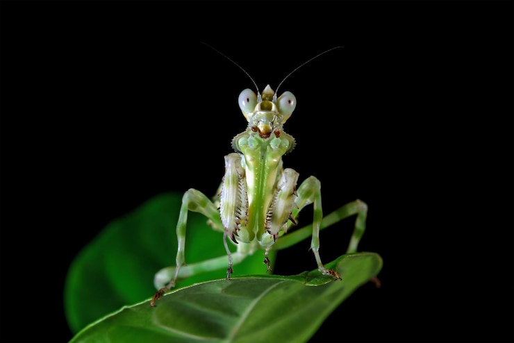 Foto gratuito mantide fiore fasciata sul primo piano dell'insetto fiore