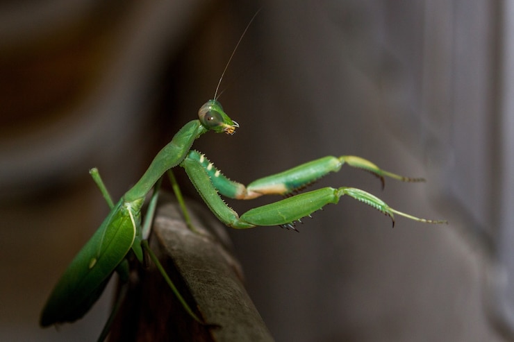 Foto gratuito mantide religiosa verde