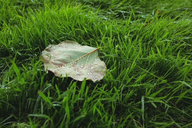 Maple leaf caduto sul prato verde