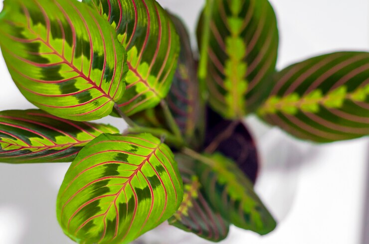Foto gratuito maranta tricolore isolato su sfondo bianco. bella casa lascia l'impianto isolato su sfondo bianco