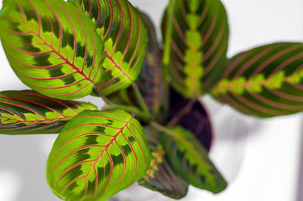 Maranta tricolore isolato su sfondo bianco. Bella casa lascia l&#39;impianto isolato su sfondo bianco