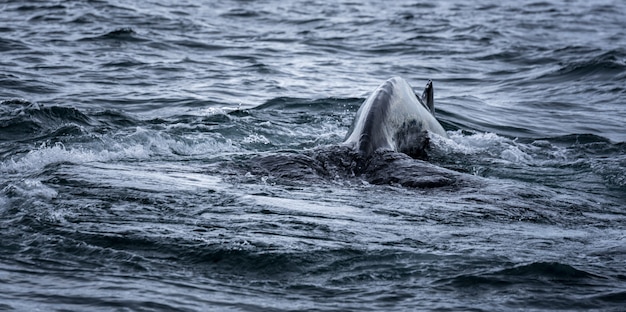 Mare e coda di balena durante il nuoto