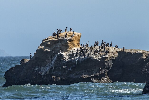 Mare mosso e gli uccelli cormorani neri dalle zampe rosse sulla collina rocciosa