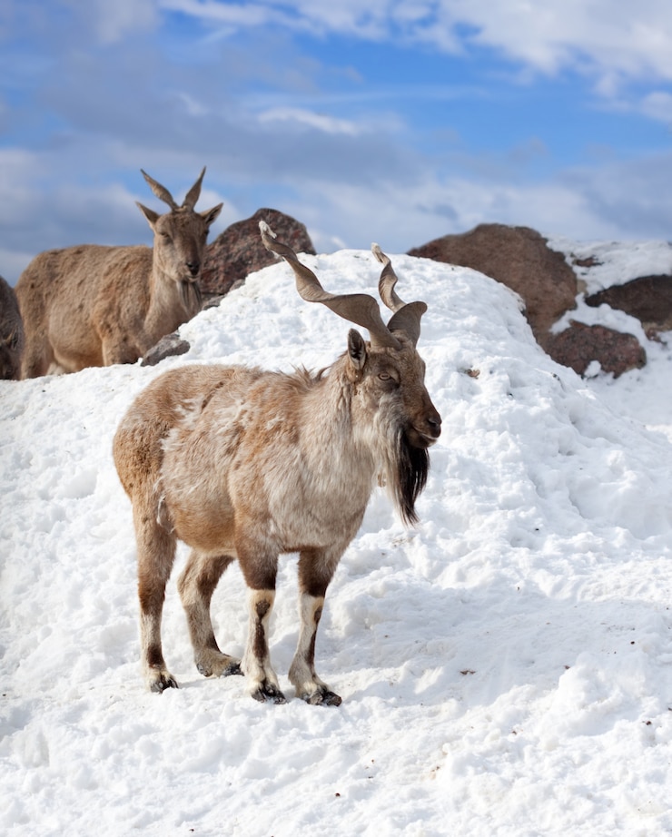 Foto gratuito markhor in zona selvaggia