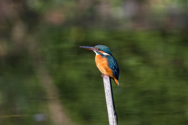 Martin pescatore comune maschio che si appollaia su un ramo di albero