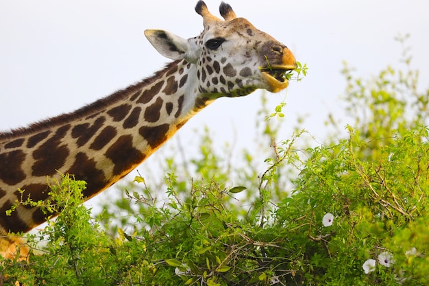 Masai giraffa nel parco nazionale orientale di Tsavo, Kenya, Africa
