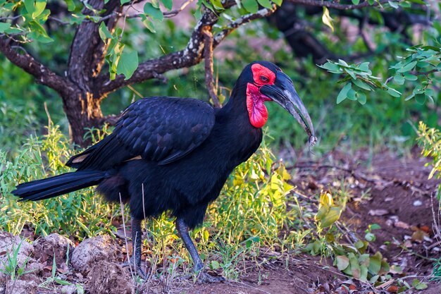 Maschio del corno del sud con il topo