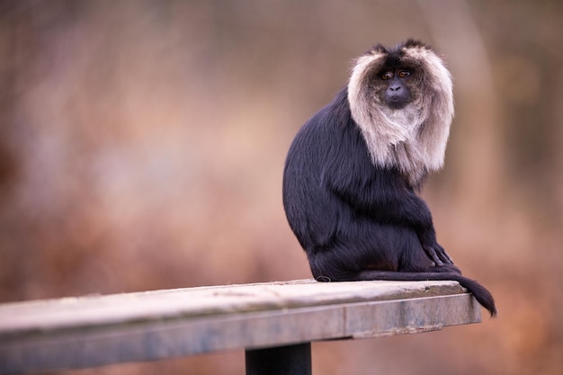 Maschio di macaco dalla coda di leone da vicino. Animali selvatici in cattività. Ritratti di animali belli e in via di estinzione.