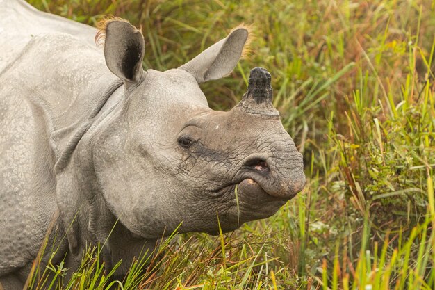 Maschio di rinoceronte indiano davvero grande in via di estinzione nell'habitat naturale del parco nazionale di Kaziranga in India