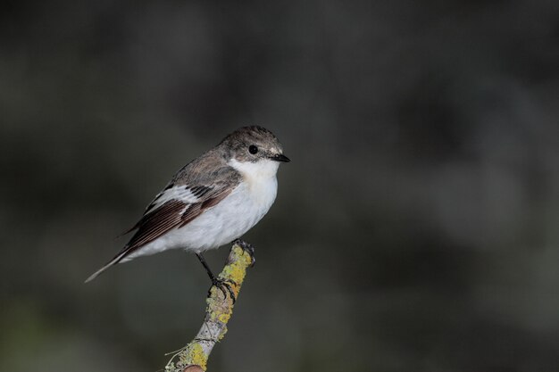 Maschio europeo balia nera Ficedula hypoleuca , Malta, Mediterranean