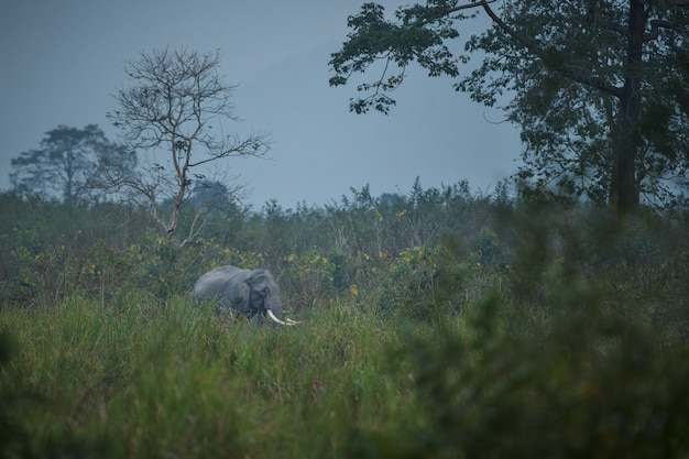 Maschio selvaggio dell'elefante indiano con nell'habitat naturale nell'India settentrionale