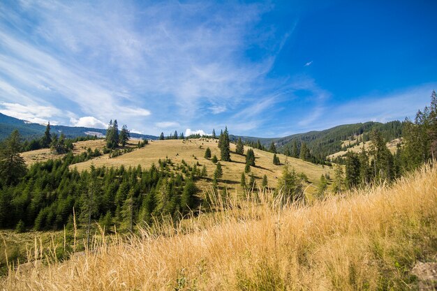 Mattina nebbiosa d'estate in montagna. Carpazi, Ucraina, Europa. Mondo della bellezza.