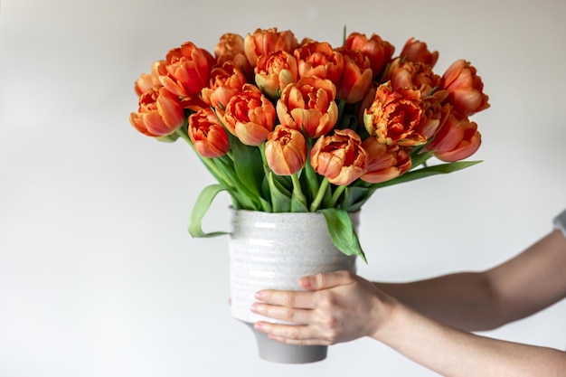 Mazzo dei tulipani arancioni freschi in primo piano delle mani femminili