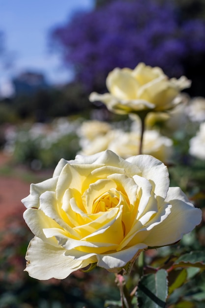 Mazzo del primo piano di rose bianche all'aperto