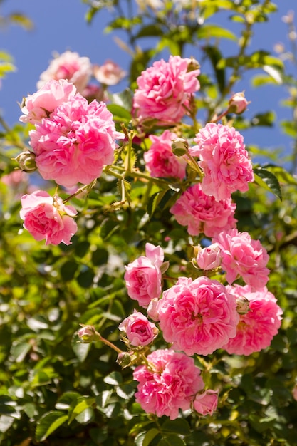 Mazzo del primo piano di rose rosa all'aperto
