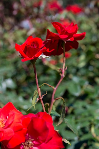 Mazzo del primo piano di rose rosse graziose all'aperto