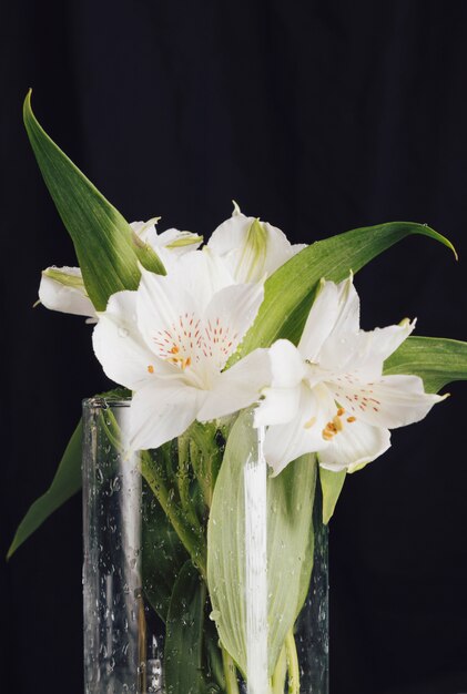Mazzo di belle fioriture bianche fresche in vaso