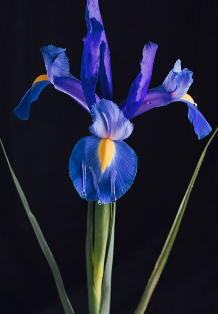 Mazzo di belle fioriture blu fresche