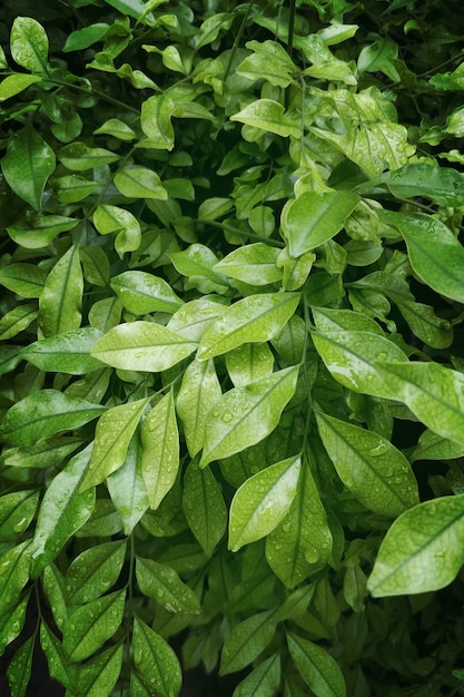 Mazzo di fondo verde naturale delle foglie