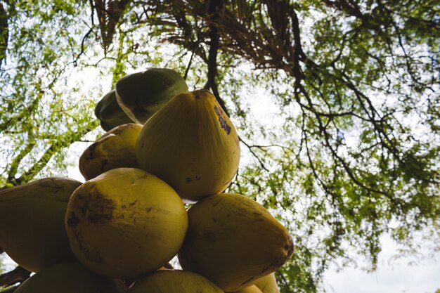 Mazzo di noci di cocco appesi da un albero