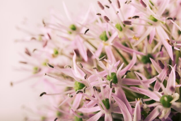 Mazzo di piccoli fiori rosa