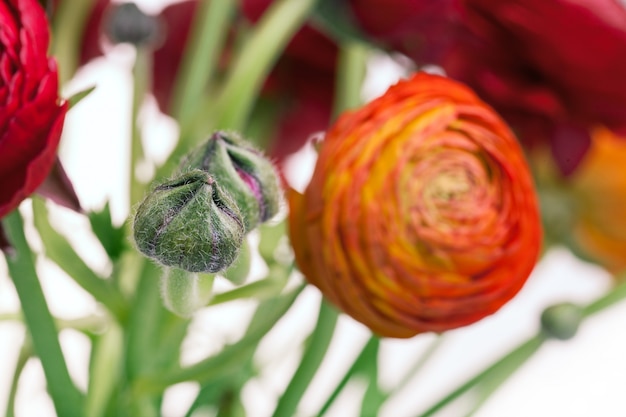 Mazzo di Ranunkulyus di fiori rossi su un bianco