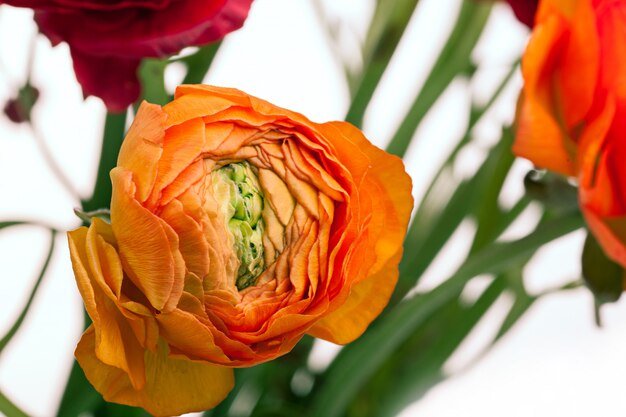 Mazzo di Ranunkulyus di fiori rossi su uno spazio bianco. biglietto d'auguri