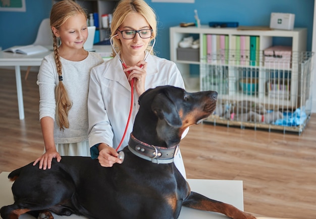 Medico che controlla le condizioni di salute del doberman