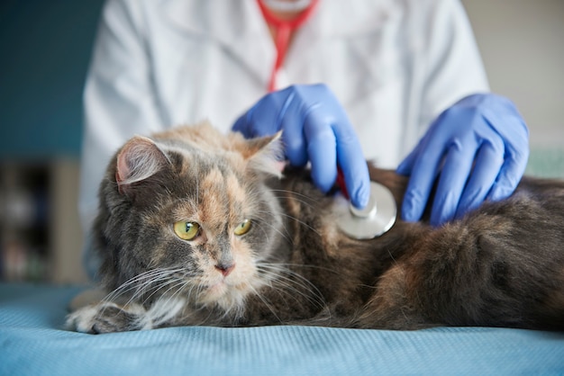 Medico test sugli animali con uno stetoscopio