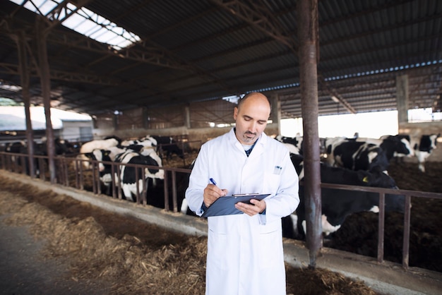 Medico veterinario che controlla lo stato di salute del bestiame all'allevamento di mucche