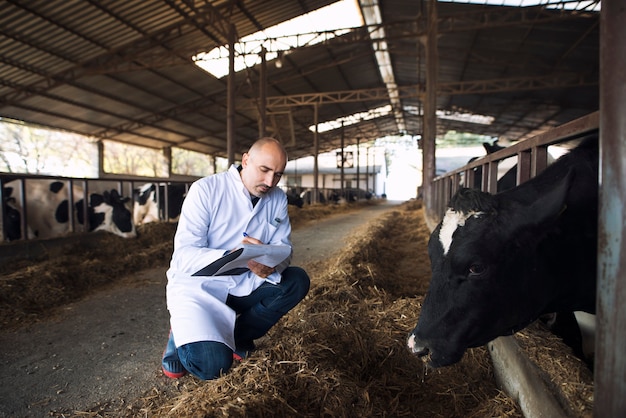 Medico veterinario che controlla lo stato di salute del bestiame all'allevamento di mucche