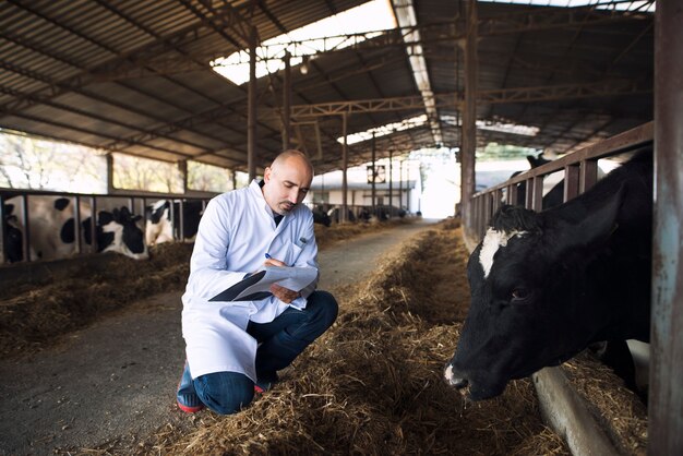 Medico veterinario che controlla lo stato di salute del bestiame all'allevamento di mucche