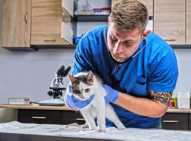 Medico veterinario che esamina un gatto malato con lo stetoscopio in una clinica veterinaria