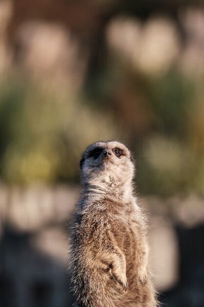 Meerkat carino con parete sfocata