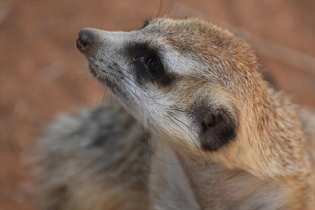 Meerkat con allungamento dei baffi molto lunghi