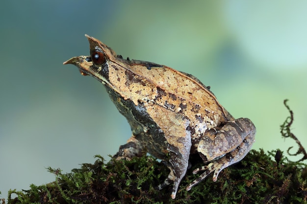 Megophrys nasuta toad closeup su muschio verde Megophrys nasuta closaeup Megophrys kalimantanensis