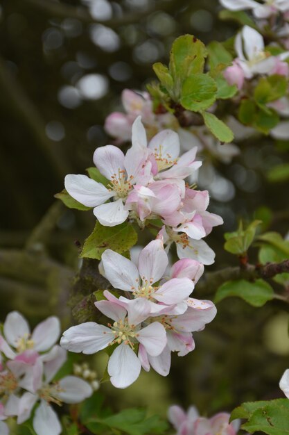 Melo con fiori bianchi e rosa che sbocciano