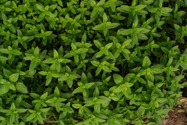 menta fresca biologica in giardino.