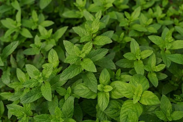 menta fresca biologica in giardino.