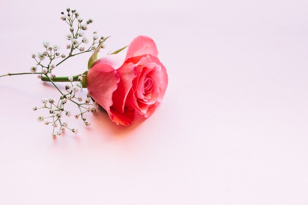 Meravigliosa rosa e ramoscello fiorito