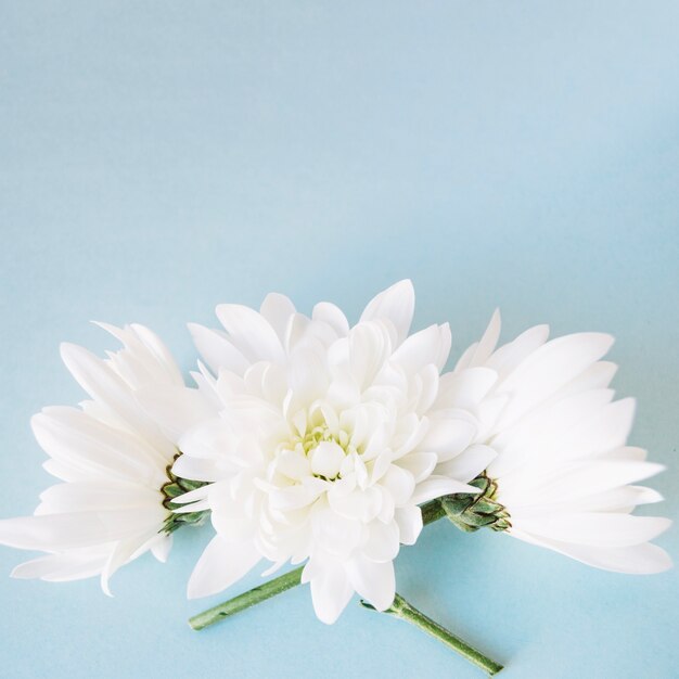 Meravigliosi fiori bianchi puri