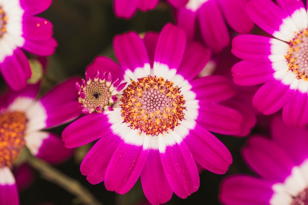 Meravigliosi fiori viola con centro giallo