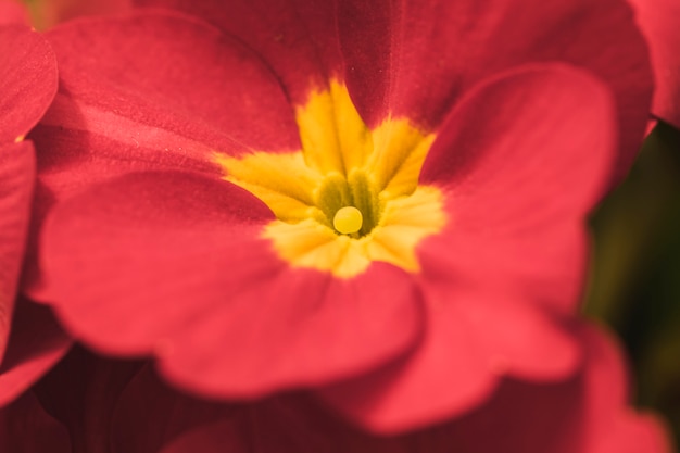 Meraviglioso fiore esotico vinoso con centro giallo